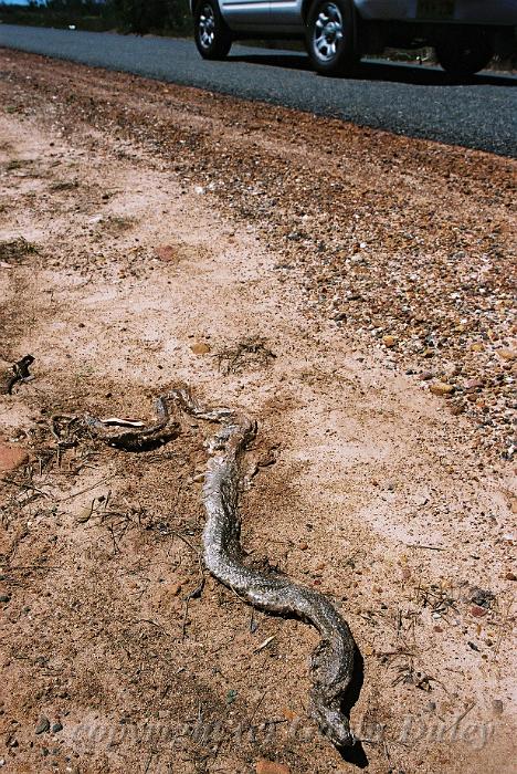 Road Kill, Red Rock F1000030.JPG